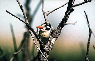 White-eared puffbird. Copyright Rose Ann Rowlett.