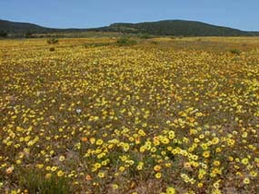 The area around Bushman�s Kloof bursts with wild flowers each August-September. Copyright Rick Hudson. 