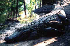 Hundreds of �gators snooze in the Big Gator Lagoon. Courtesy of Silver Springs. 