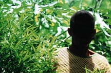 A Negril local proudly stands next to a towering marijuana plant. Copyright Victoria Brooks.