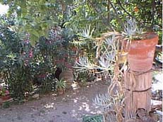 The Garden at Fontana Vecchia as it appears today. Copyright Norman Harrison. 