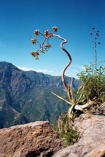 Nature is the main attraction on the road to Batopilas. Copyright: Kathryn Means. 