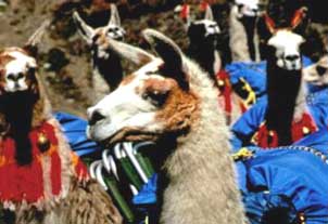 Llama train. Copyright: Warren Lieb.