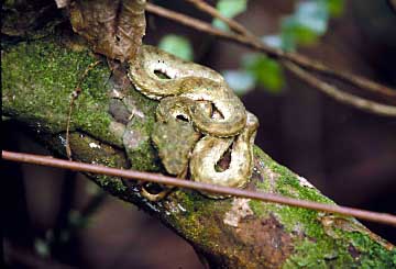 Boca Raca. Copyright: Warren Lieb.
