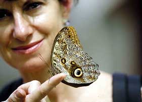 Owl Butterfly. Copyright: Warren Lieb.