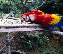 Macaw Feeder. Copyright: Warren Lieb.