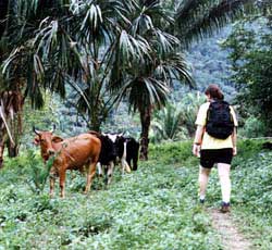 Although the rainforest is home to innumerable animal species such as jaguars, peccaries, howler monkeys and pumas, cows are often more frequently seen. Copyright Jim Johnson