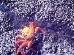 Brilliant red Sally Lightfoot crabs live in lava crevices along the shores. Copyright Sharon Lloyd Spence, 1999